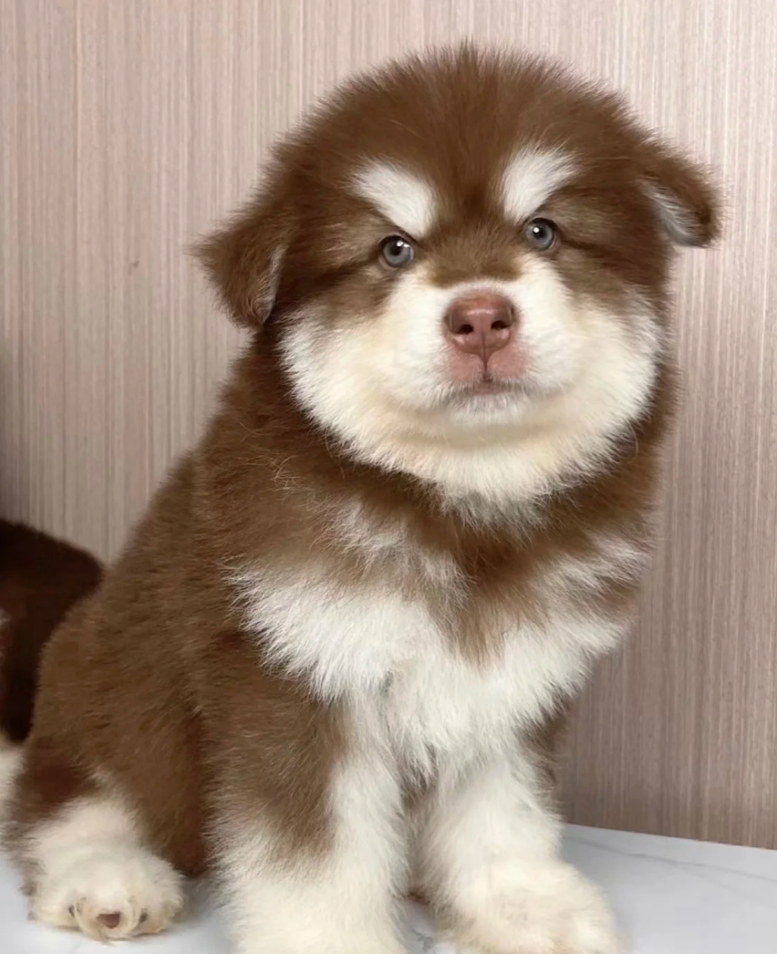 阿拉斯加